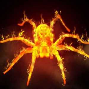 TWSpider
