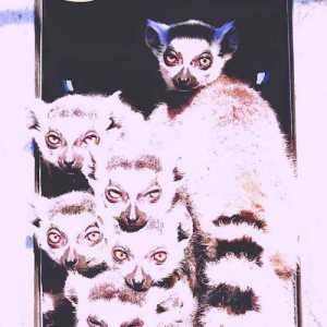 chaquixcx