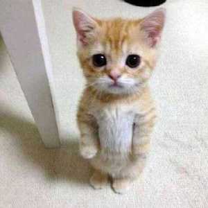 TheCatBest