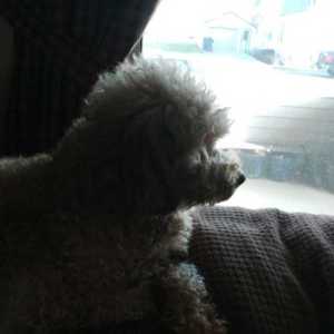 Todler81