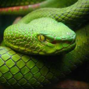 SNAKEEEE