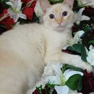 franciscoalmimoreira