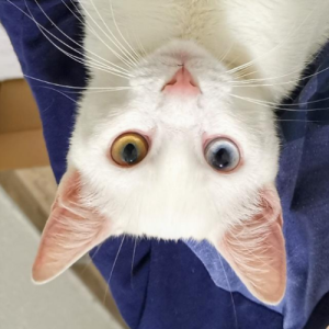 DaBigFoot