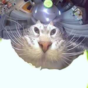oragon