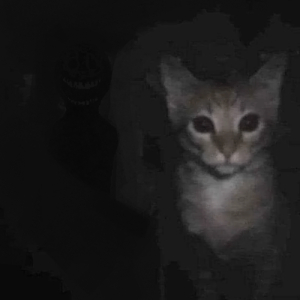 Dxrkroski