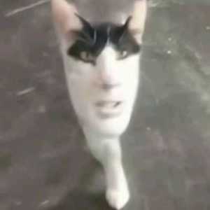 blacknb