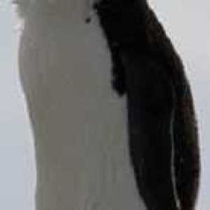 kakuszi