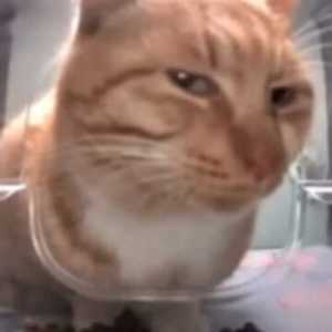 AECKAT