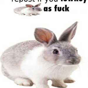 Zkipper