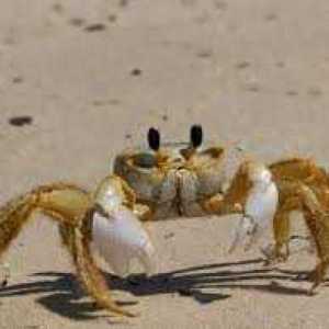 TheDubstepCrab