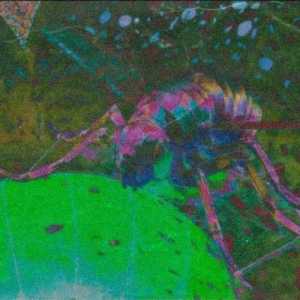 Mistakeno1Swamp