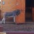 Whiskeyjack