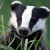 grimeybadger