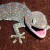gecko64