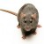 Ratley