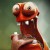 irold