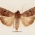 Myeldila
