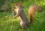foxdfive