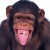 funymonkeyben