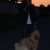 Rabbit85