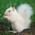 albinoSQUIRREL