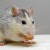 ratatimbre
