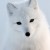 WhiteFoxMovement