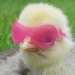 chickenfighter21