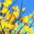 gingkoleaves
