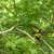 fieldmouse2