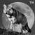 SnowMoonWolf