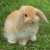 spicebuny