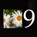 DaisyNine