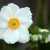 GroveAnemone