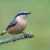 Birdwearingpants
