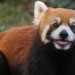 robtre