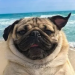 dogproduction