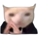 sokowirufka