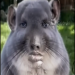 PaulZieYt