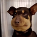 dondiego67